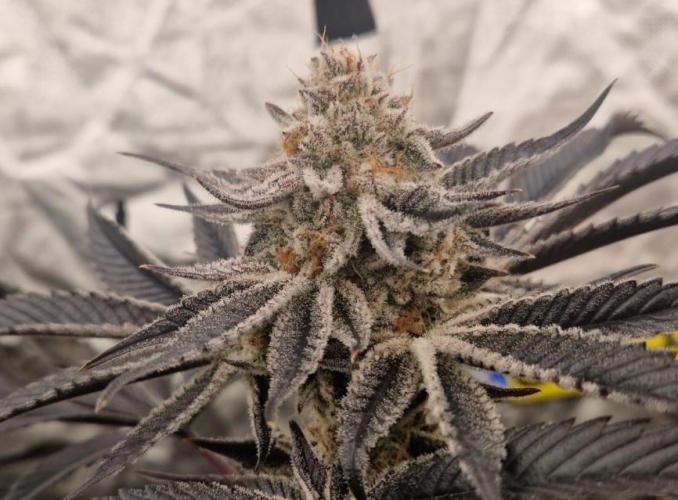 THC-EndGame von GreenDream. Week 11