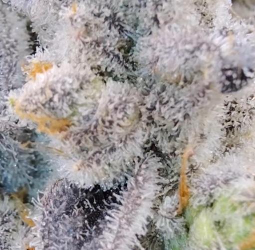 THC-EndGame von GreenDream. Week 11