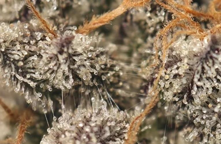 THC-EndGame von GreenDream. Week 11