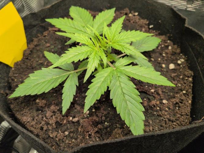 White Monster - 100w - Livegrow @twitch. Week 2 - #1 Vegi Tag 14