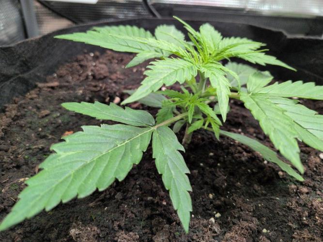 White Monster - 100w - Livegrow @twitch. Week 2 - #1 Vegi Tag 14