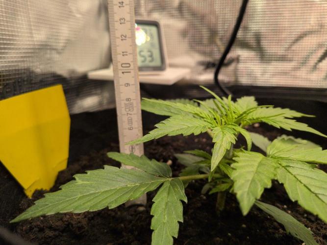 White Monster - 100w - Livegrow @twitch. Week 2 - #1 Vegi Tag 14