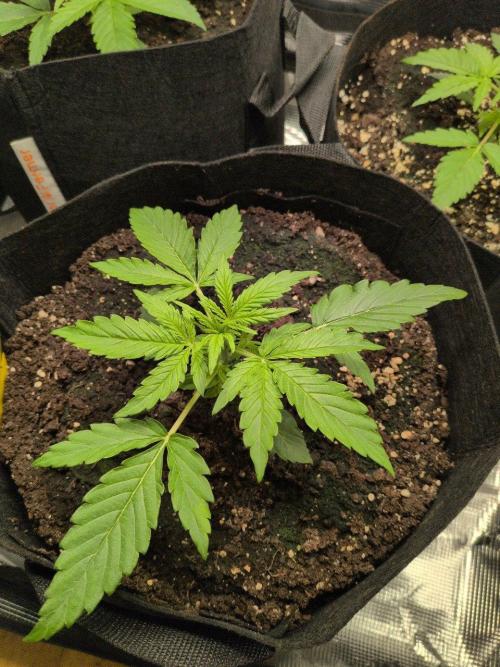 White Monster - 100w - Livegrow @twitch. Week 2 - #2 Vegi Tag 14