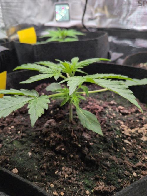 White Monster - 100w - Livegrow @twitch. Week 2 - #2 Vegi Tag 14