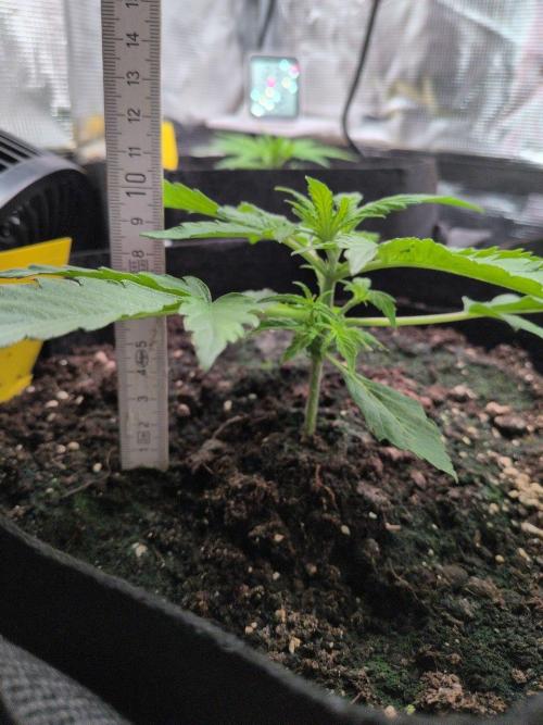 White Monster - 100w - Livegrow @twitch. Week 2 - #2 Vegi Tag 14