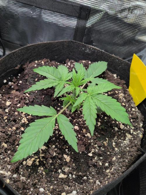 White Monster - 100w - Livegrow @twitch. Week 2 - #3 Vegi Tag 14