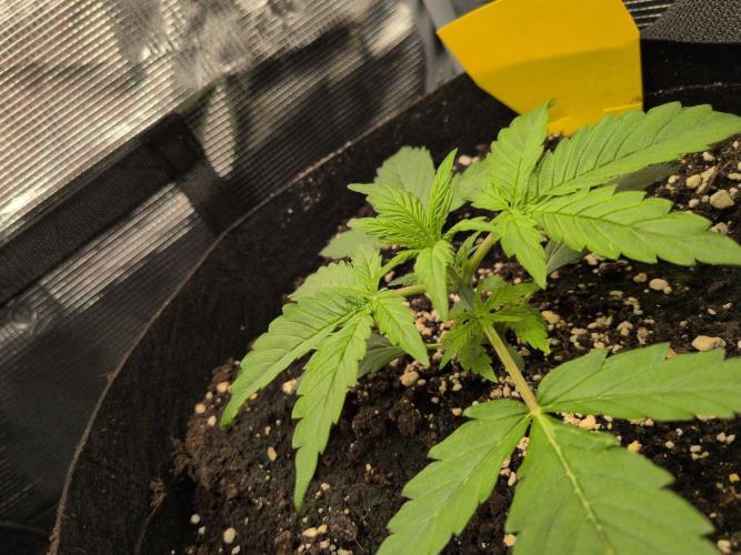 White Monster - 100w - Livegrow @twitch. Week 2 - #3 Vegi Tag 14