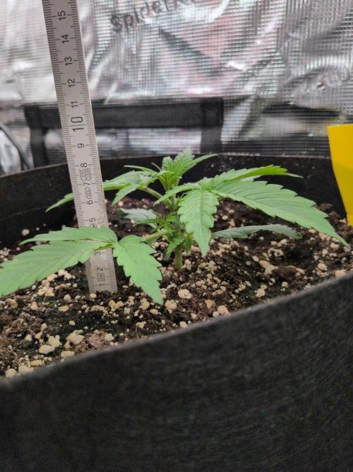 White Monster - 100w - Livegrow @twitch. Week 2 - #3 Vegi Tag 14