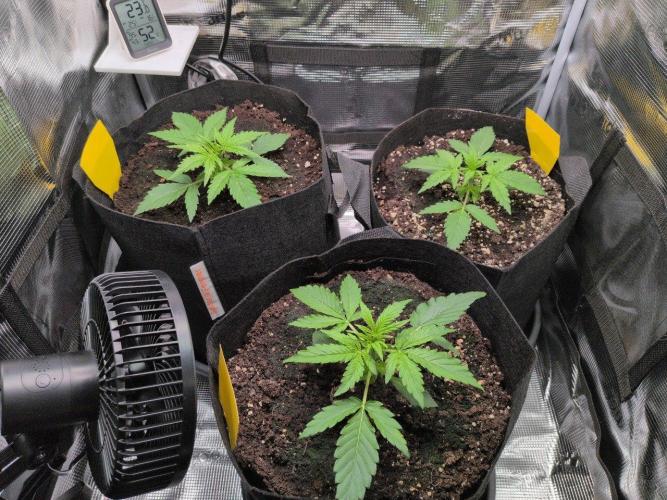 White Monster - 100w - Livegrow @twitch. Week 2 - Vegi Tag 14 - Vor dem gießen