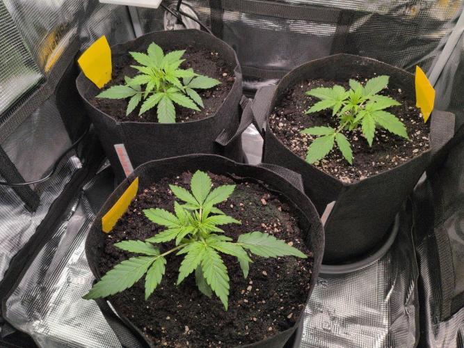 White Monster - 100w - Livegrow @twitch. Week 2 - Vegi Tag 14 - Nach bewässerung