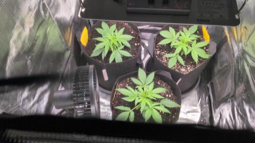 White Monster - 100w - Livegrow @twitch. Week 2 - 22.11.25 - Vegi Tag 17