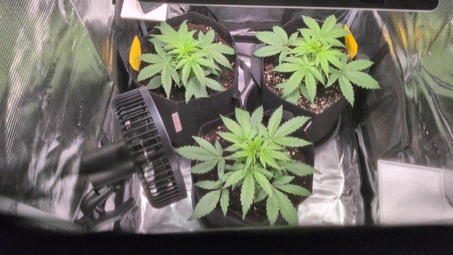 White Monster - 100w - Livegrow @twitch. Week 2 - 24.11.25 - Vegi Tag 19