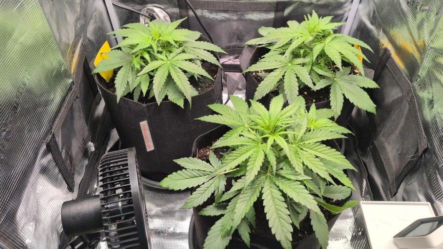 White Monster - 100w - Livegrow @twitch. Week 3 - Überischt Vegi Tag 21 