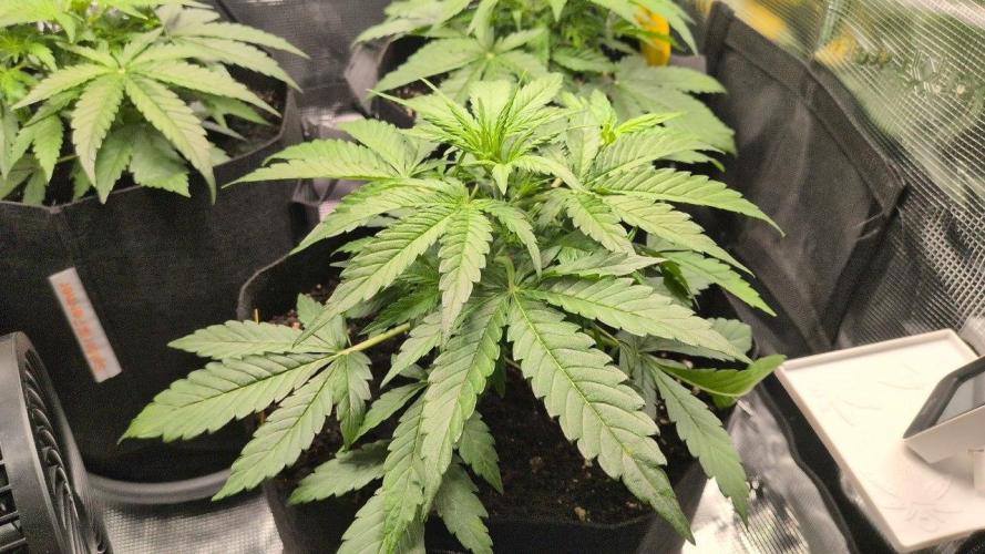 White Monster - 100w - Livegrow @twitch. Week 3 - #1 - Vegi Tag 21 