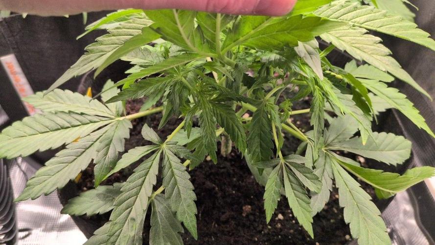 White Monster - 100w - Livegrow @twitch. Week 3 - #1 - Vegi Tag 21 