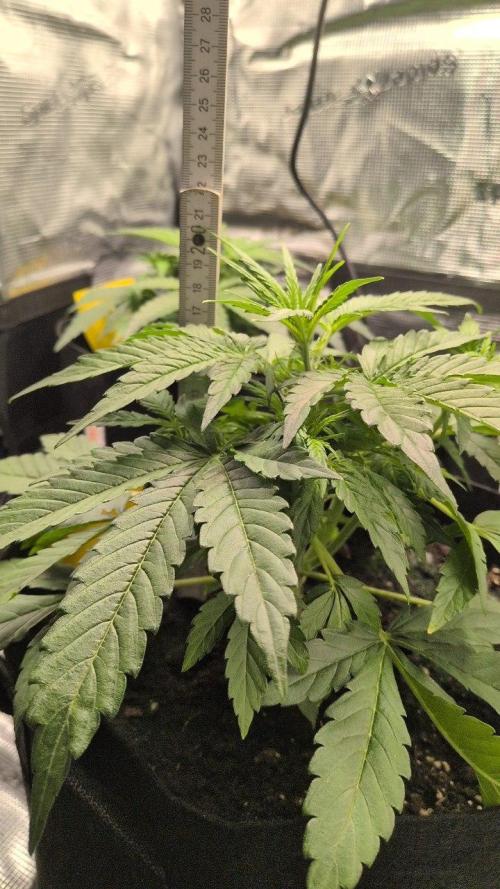 White Monster - 100w - Livegrow @twitch. Week 3 - #1 - Vegi Tag 21 