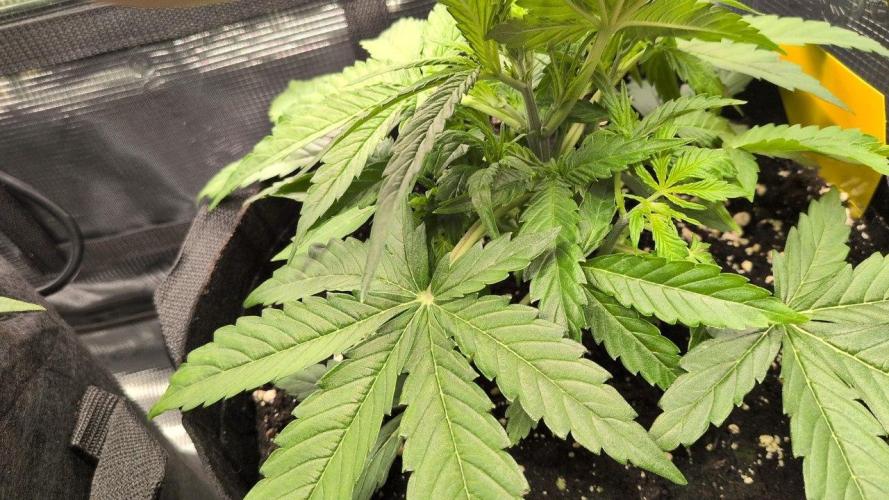 White Monster - 100w - Livegrow @twitch. Week 3 - #2 - Vegi Tag 21 