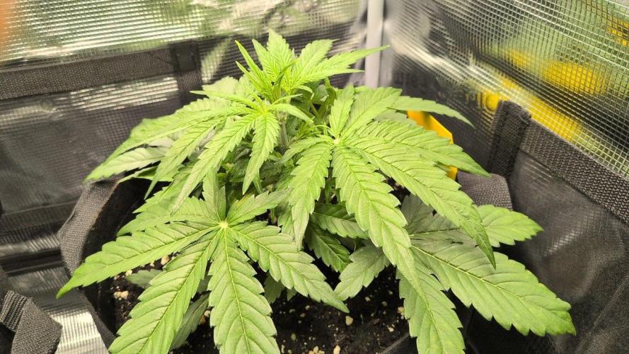 White Monster - 100w - Livegrow @twitch. Week 3 - #2 - Vegi Tag 21 