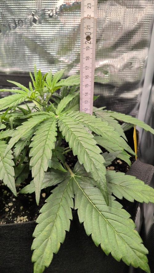 White Monster - 100w - Livegrow @twitch. Week 3 - #2 - Vegi Tag 21 