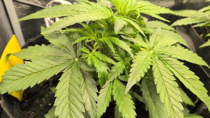 White Monster - 100w - Livegrow @twitch. Week 3 - #3 - Vegi Tag 21 