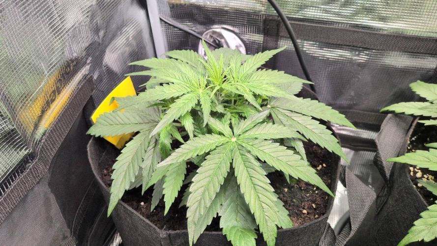 White Monster - 100w - Livegrow @twitch. Week 3 - #3 - Vegi Tag 21