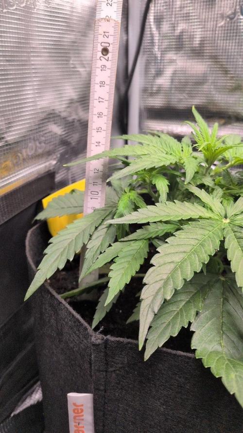 White Monster - 100w - Livegrow @twitch. Week 3 - #3 - Vegi Tag 21