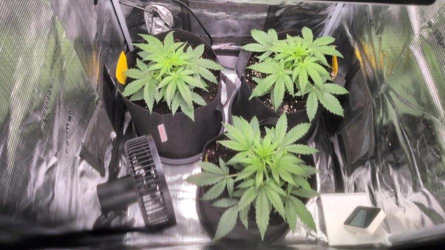 White Monster - 100w - Livegrow @twitch. Week 3 - Überischt Vegi Tag 21