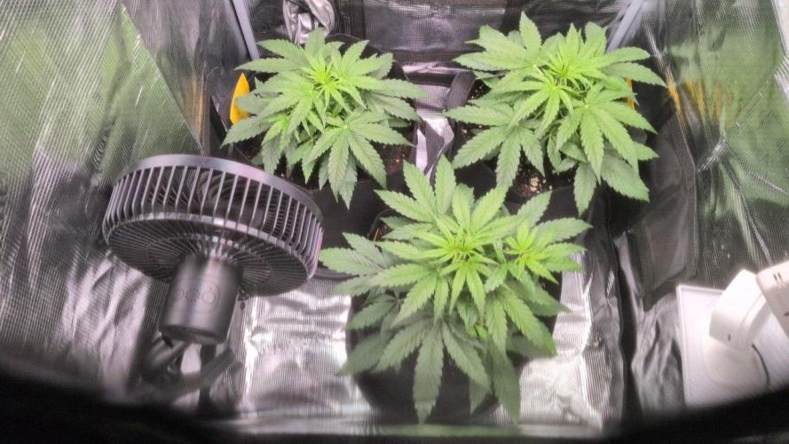 White Monster - 100w - Livegrow @twitch. Week 3 - Vegi Tag 22