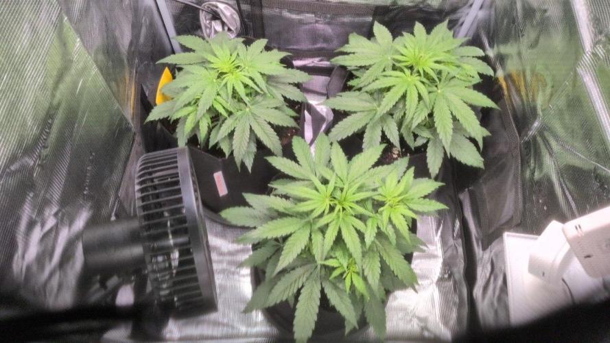 White Monster - 100w - Livegrow @twitch. Week 3 - Vegi Tag 23