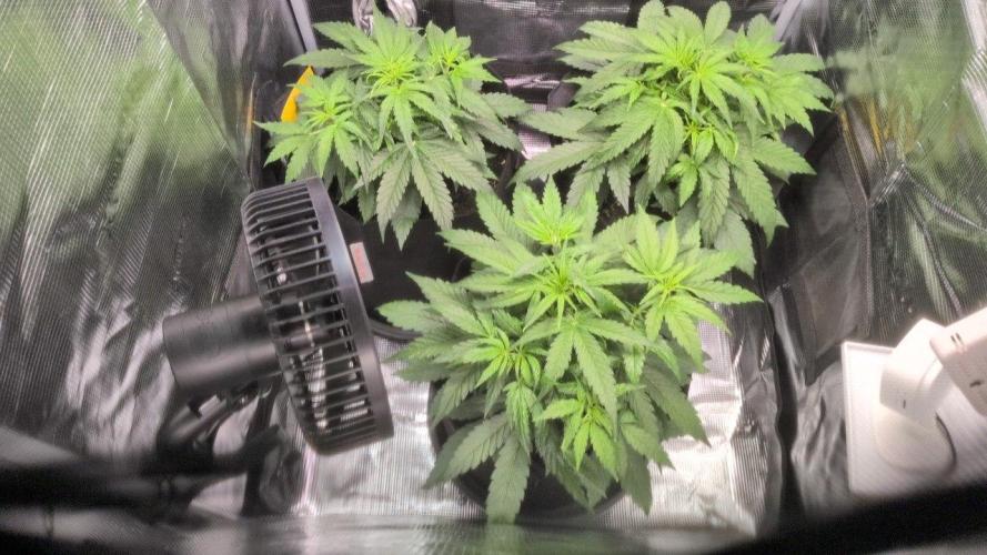 White Monster - 100w - Livegrow @twitch. Week 3 - Vegi Tag 24