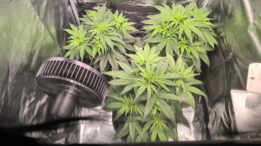 White Monster - 100w - Livegrow @twitch. Week 3 - Vegi Tag 28