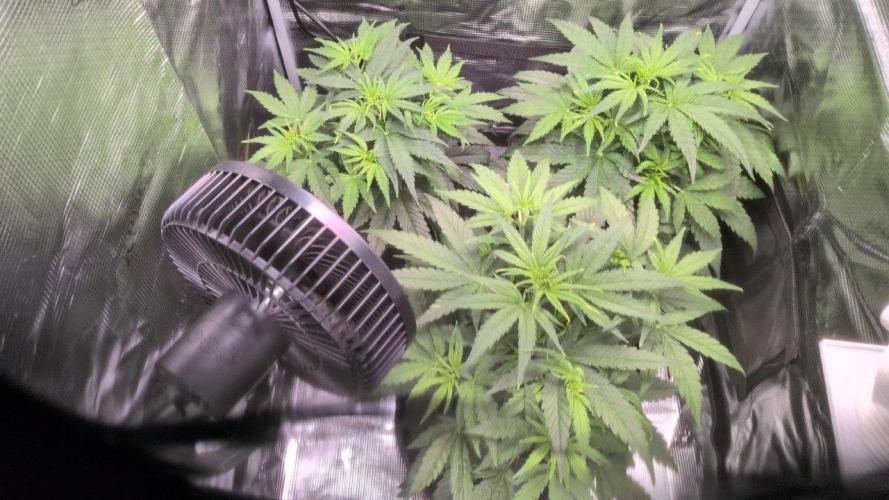 White Monster - 100w - Livegrow @twitch. Week 3 - Vegi Tag 29