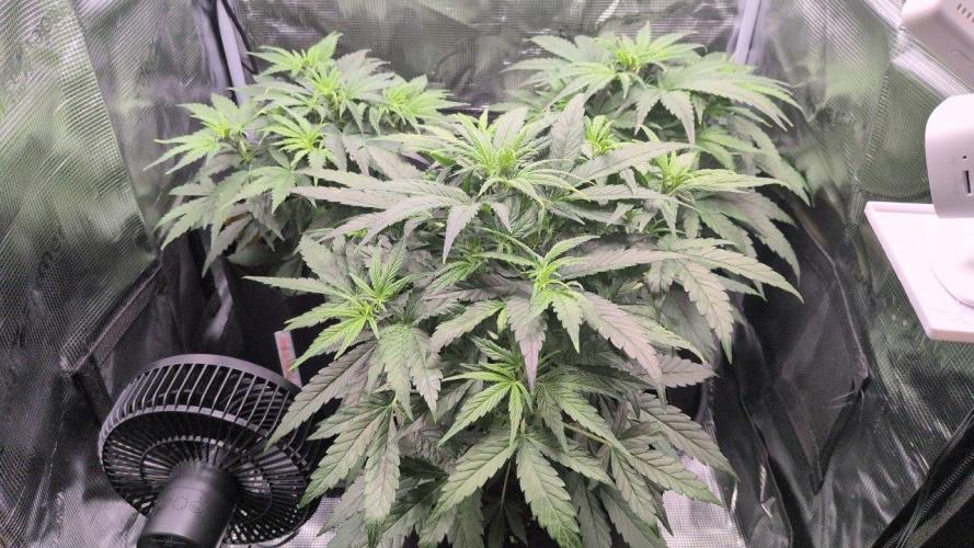 White Monster - 100w - Livegrow @twitch. Week 4 - 3.12