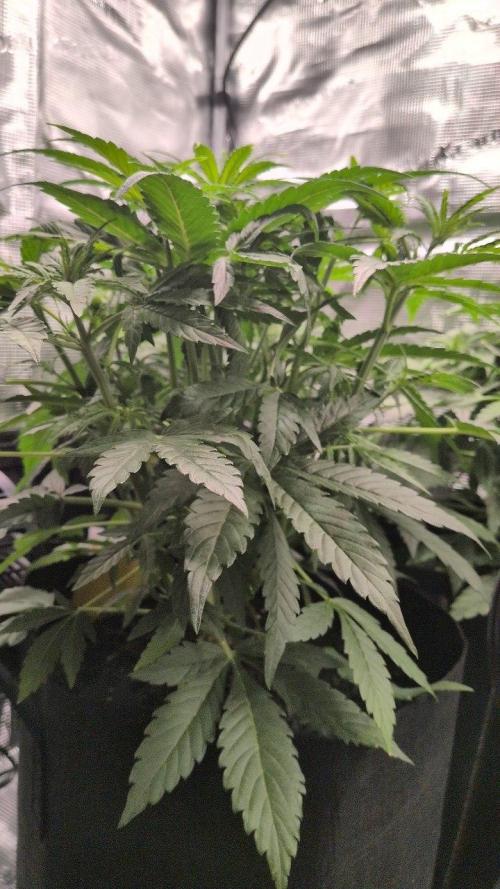 White Monster - 100w - Livegrow @twitch. Week 4 - 3.12