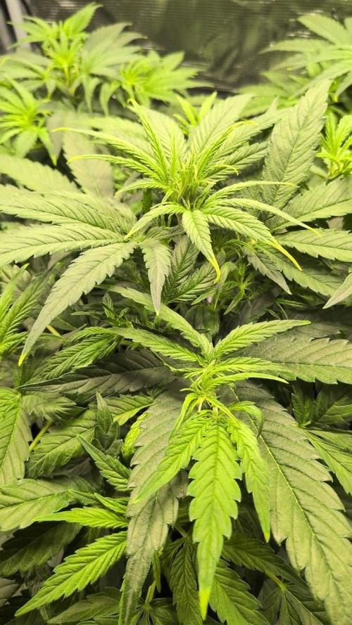 White Monster - 100w - Livegrow @twitch. Week 4 - 3.12