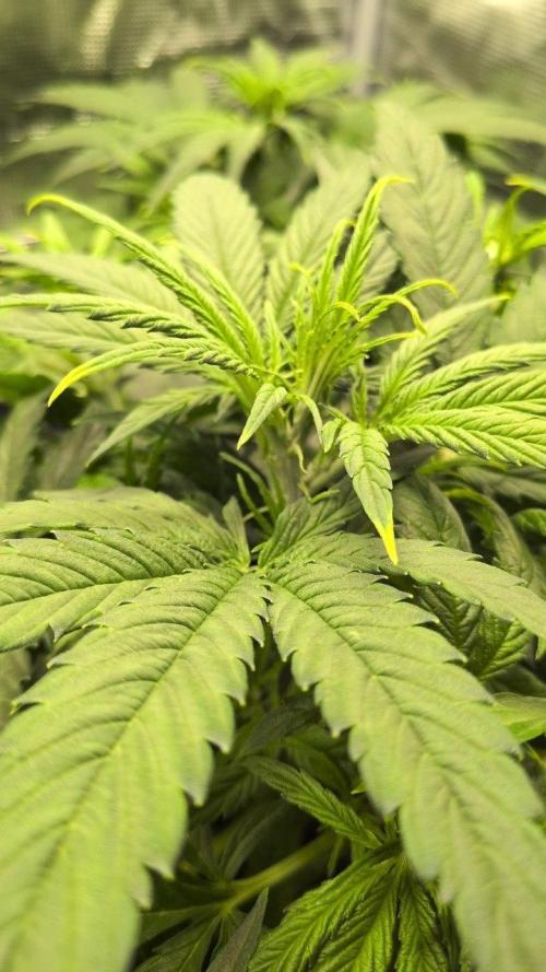 White Monster - 100w - Livegrow @twitch. Week 4 - 3.12