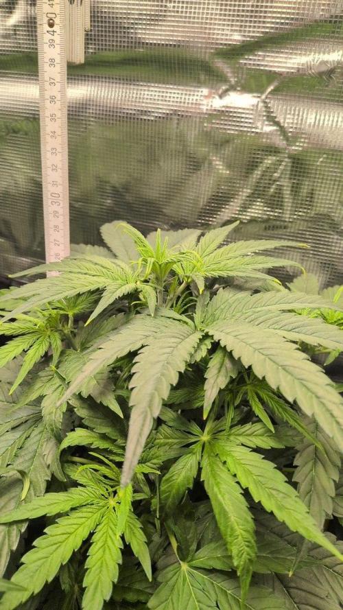 White Monster - 100w - Livegrow @twitch. Week 4 - 3.12