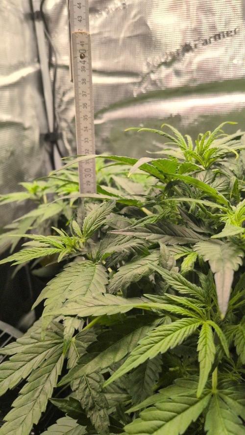 White Monster - 100w - Livegrow @twitch. Week 4 - 3.12