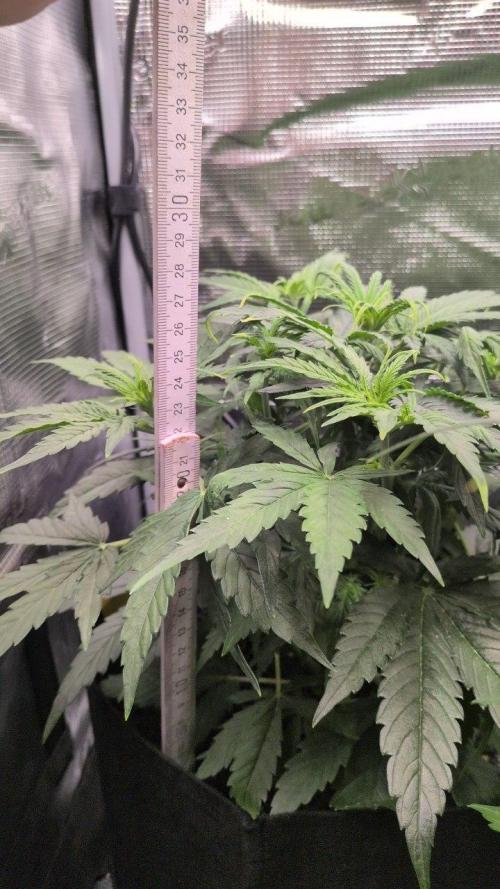 White Monster - 100w - Livegrow @twitch. Week 4 - 3.12