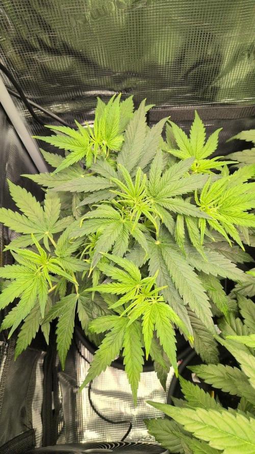 White Monster - 100w - Livegrow @twitch. Week 4 - 3.12