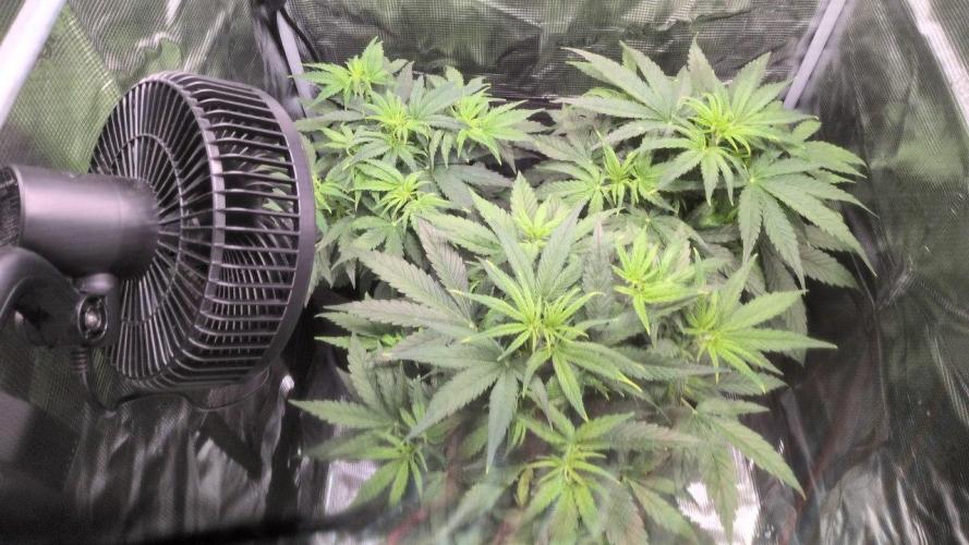 White Monster - 100w - Livegrow @twitch. Week 4 - 4.12