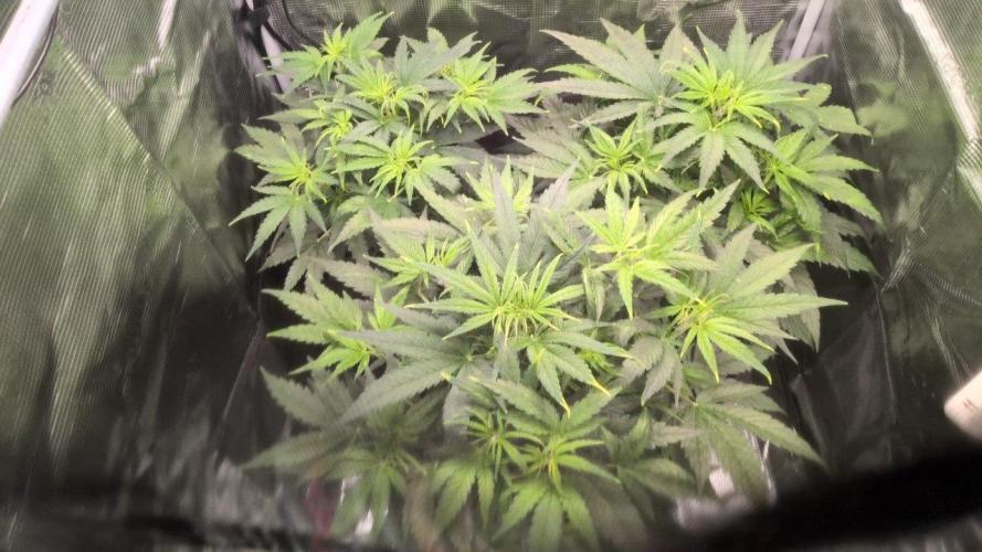 White Monster - 100w - Livegrow @twitch. Week 4 - 5.12