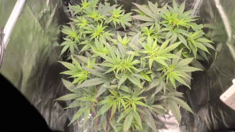 White Monster - 100w - Livegrow @twitch. Week 4 - 6.12