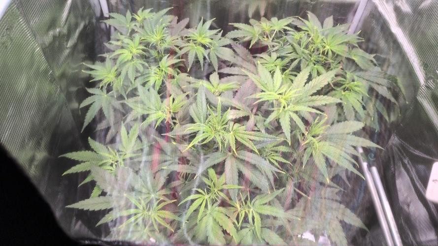 White Monster - 100w - Livegrow @twitch. Week 4 - 7.12