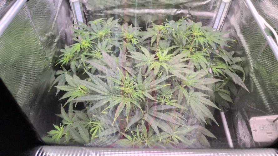 White Monster - 100w - Livegrow @twitch. Week 4 - 9.12