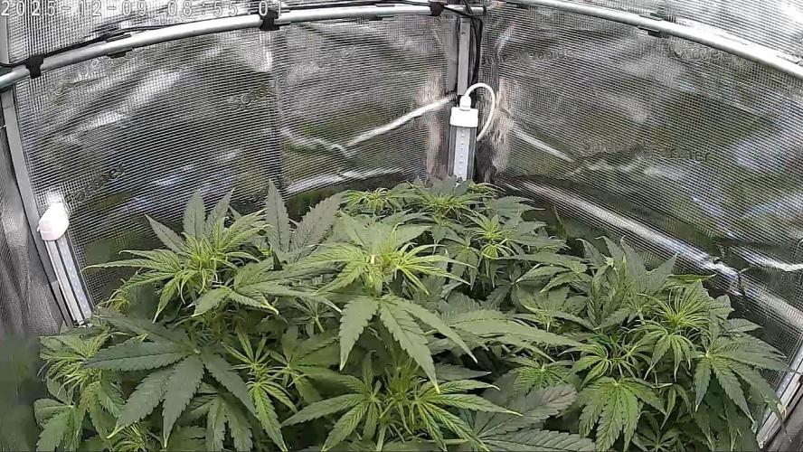 White Monster - 100w - Livegrow @twitch. Week 4 - 9.12