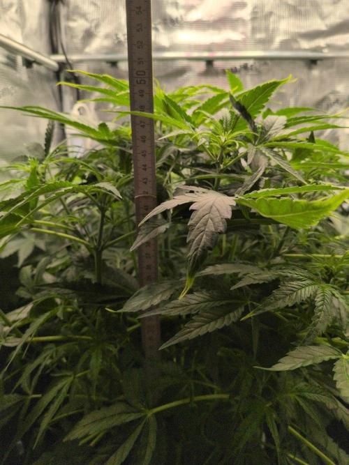 White Monster - 100w - Livegrow @twitch. Week 5 - 10.12