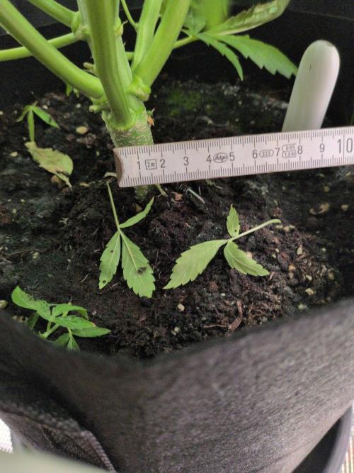 White Monster - 100w - Livegrow @twitch. Week 5 - 10.12