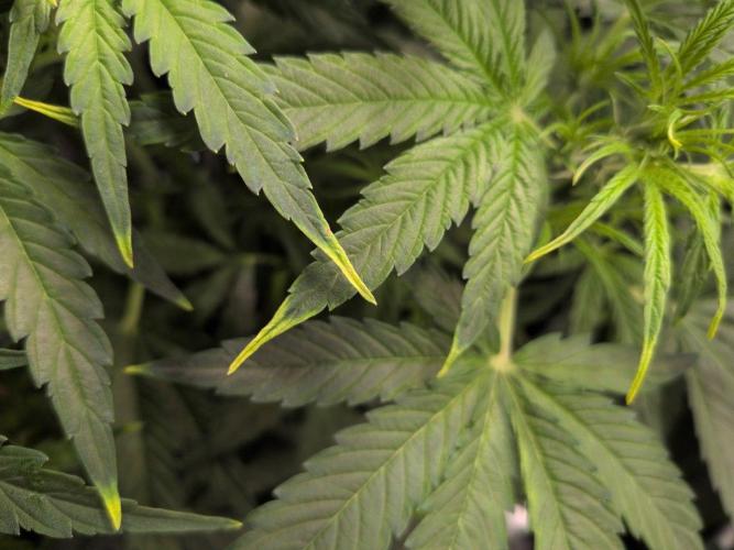 White Monster - 100w - Livegrow @twitch. Week 5 - 10.12