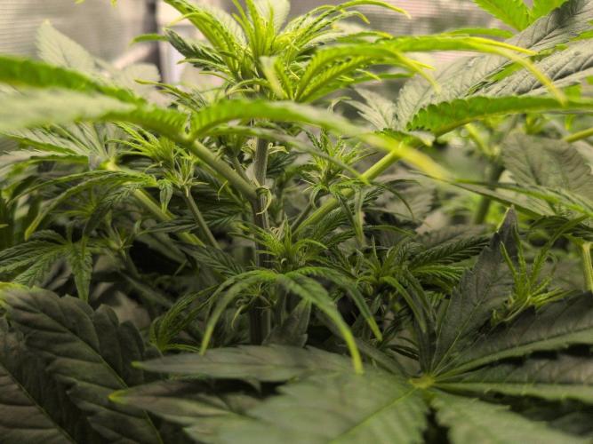 White Monster - 100w - Livegrow @twitch. Week 5 - 10.12